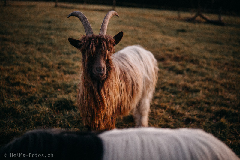 Das Mecker-Projekt HelMa_Fotografie_mecker_Ziegentrekking_Wandern_Ziegen_Pfauenziege_Grüenochtegeiss_Kupferhalsziege_Ziegenbock_Ziegentraining__10 Unsere Geschichte  Ziegenbock Trekkingziege Pro Specie Rara Pfauenziege Kupferhalsziege Grüenochtegeiss 