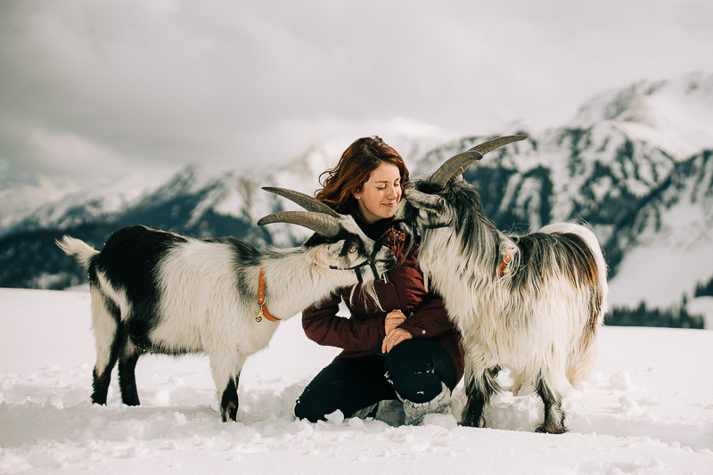 Das Mecker-Projekt phil-wenger_Fotografie_mecker_Ziegentrekking_Wandern_Ziegen_Pfauenziege_Grüenochtegeiss_Ziegenbock_Ziegentraining_Gantrisch_Schnee_Winter_Gurnigel__06 Wandern mit Ziegen  Ziegentrekking Ziegenbock Ziegenausbildung Wandern mit Ziegen Pfauenziege Grüenochtegeiss Gantrisch Fotoshooting 