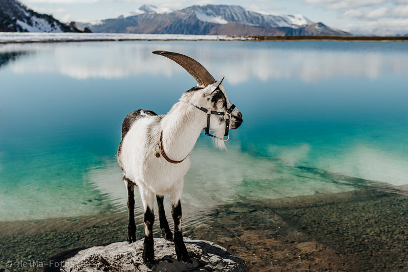 Das Mecker-Projekt HelMa_Fotografie_mecker_Ziegentrekking_Wandern_Ziegen_Pfauenziege_Grüenochtegeiss_Ziegentraining_Berge_Hahnenmoospass_Packziegen_Goat_packgoat_switzerland_Adelboden_Entschleunigung_Pro-Specie-Rara__047 Wandern mit Ziegen  Ziegentrekking Wandern mit Ziegen Swiss Alps Pfauenziege Packziege Grüenochtegeiss Berge Adelboden 