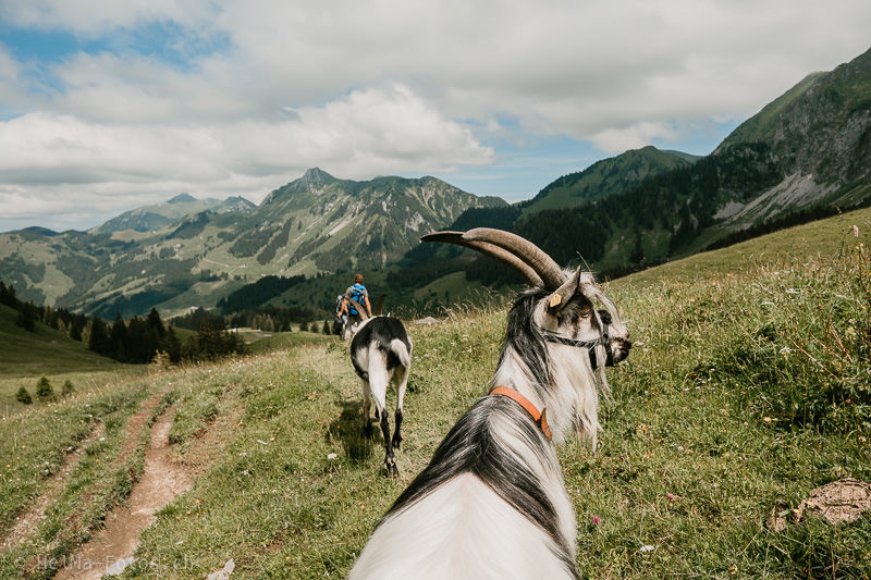 Das Mecker-Projekt HelMa_Fotografie_mecker_Ziegentrekking_Wandern_Ziegen_Pfauenziege_Grüenochtegeiss_Ziegentraining_Berge_Schweiz_Packziegen_Goat_packgoat_Schwarzsee_switzerland_Freiburger_voralpen_013 Wandern mit Ziegen  Ziegentrekking Ziegentraining Ziegenbock Wanderung mit Ziegen Schwarzsee Pfauenziege Grüenochtengeiss 