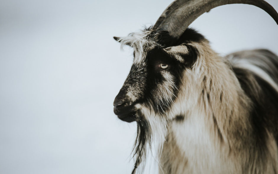 Das Mecker-Projekt helma_fotografie_ziege_trekkingziege_über_uns_vorstellung_profil_geiss_Wollo20210101_03-940x590  