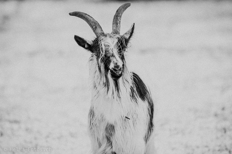 Das Mecker-Projekt helma_fotografie_ziege_trekkingziege_über_uns_vorstellung_profil_geiss_grüenochtegeiss_Elvis20210101_35  