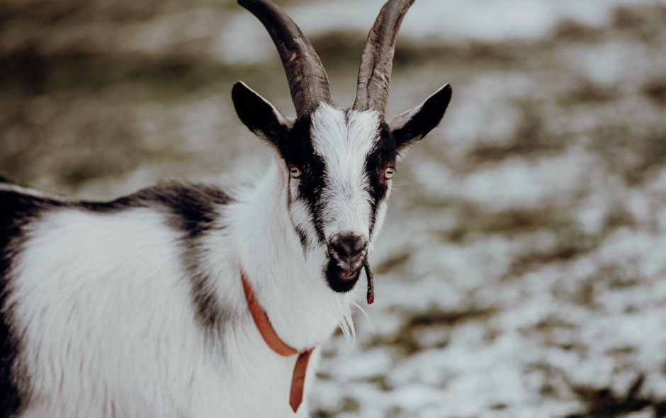 Das Mecker-Projekt helma_fotografie_ziege_trekkingziege_über_uns_vorstellung_profil_geiss_pfauenziege_Chico_1-940x590  