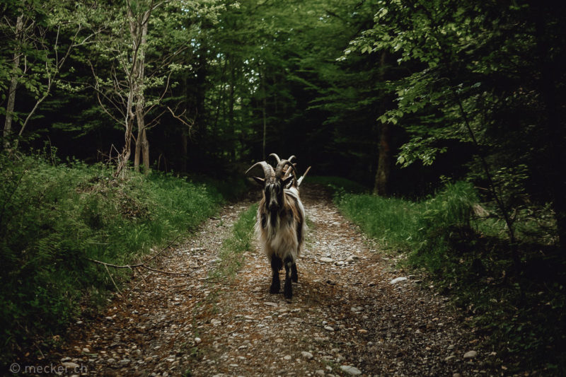 Ziege Geiss Ziegentrekking pack goat Ziegentraining Meditation Yoga Achtsamkeit tiergestützte Intervention Bern Schweiz Berge Switzerland Wald Natur 01 800x533
