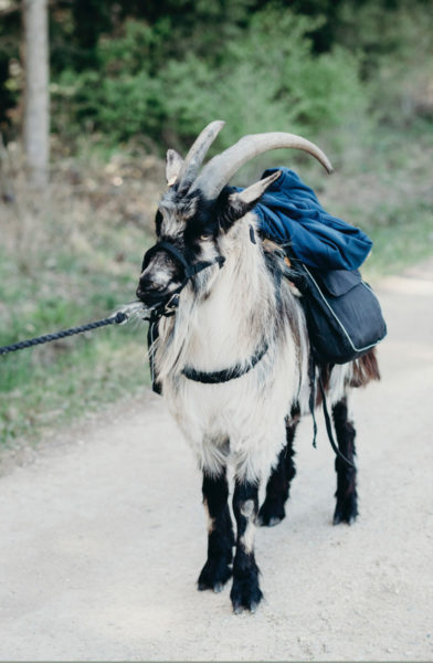 mecker ziegentrekking training Ziege goat packgoat führtraining Schweiz Bern Tiertraining Positive Verstärkung 01 392x600