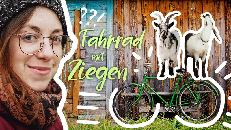 Das Mecker-Projekt velofahren-mit-Ziegen_thumb_klein_Ziegentrekking_Ziege_Bern_Schweiz_Tiertraining_Ziegentraining_Wandern Wandern mit Ziegen  Ziegenvideo Ziegentrekking Ziegentraining Ziegenbock Ziegen Ziege Velo Tiertraining Tiertherapie Tiergestützte Intervention Schweiz Pro Specie Rara Pfauenziegen lustige Ziegen Heidi Grüenochtegeiss Fahrradfahren Biken Bern 
