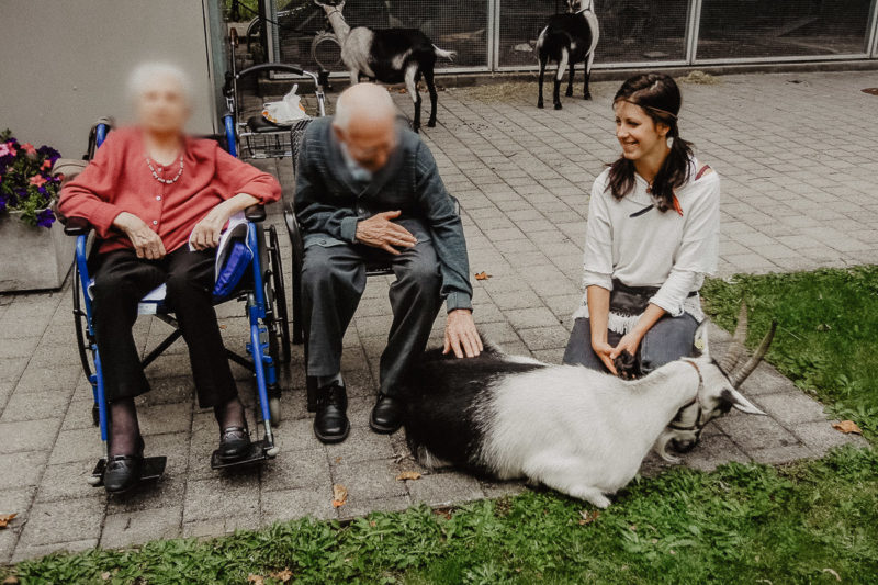 Tiertherapie Bern Therapieziegen Tiergestützte Therapie Tiertherapie Seniorenresidenz Altersheim Behindertenheim Ziege Tierischer Therapeut 06 1 800x533