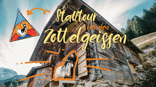 Die Meckerer stalltour_zottelgeiss_stall_ziegentrekking_adelboden_Bern_ziege_grüenochte-geiss_thumb Haltung & Gesundheit  zottelgeiss Ziegentrekking Ziegentraining Ziegenstall Ziegenhaltung Ziege Wandern mit Ziegen Schweiz Grüenochte Geiss Bern Berge Adelboden 