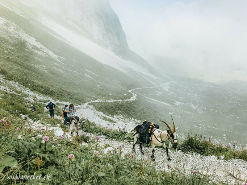 Ziegentrekking Packziegen Berge Wandern Familienfotos Familienshooting Fotoshooting Gantrisch Abenteuer Wandern mit Ziegen Pfauenziege Grüenochtegeiss 2 800x600