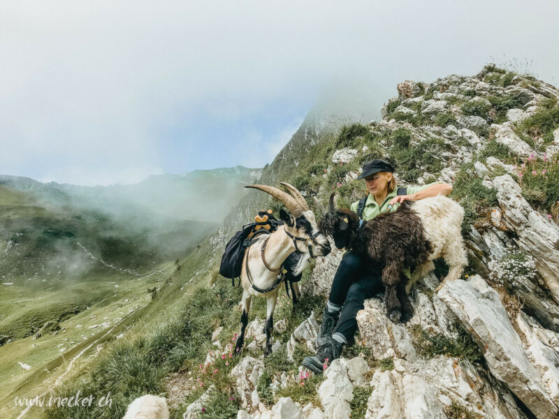 Ziegentrekking Packziegen Berge Wandern Familienfotos Familienshooting Fotoshooting Gantrisch Abenteuer Wandern mit Ziegen Pfauenziege Grüenochtegeiss 3 800x600
