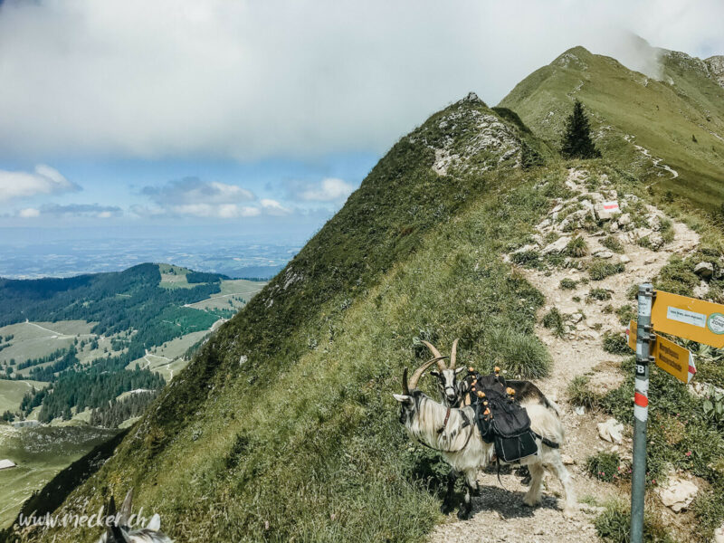 Ziegentrekking Packziegen Berge Wandern Familienfotos Familienshooting Fotoshooting Gantrisch Abenteuer Wandern mit Ziegen Pfauenziege Grüenochtegeiss 4 800x600