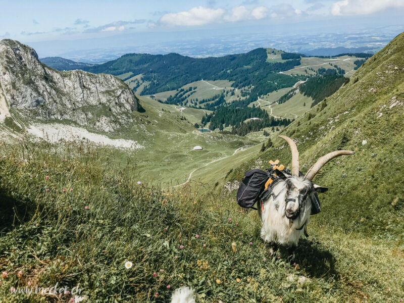Ziegentrekking Packziegen Berge Wandern Familienfotos Familienshooting Fotoshooting Gantrisch Abenteuer Wandern mit Ziegen Pfauenziege Grüenochtegeiss 5 800x600