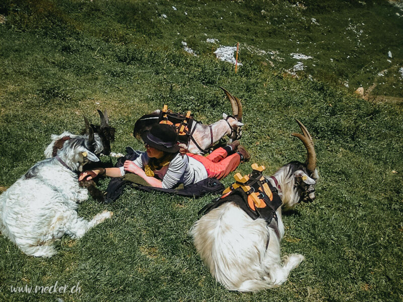 Ziegentrekking Packziegen Berge Wandern Familienfotos Familienshooting Fotoshooting Gantrisch Abenteuer Wandern mit Ziegen Pfauenziege Grüenochtegeiss 6 800x600