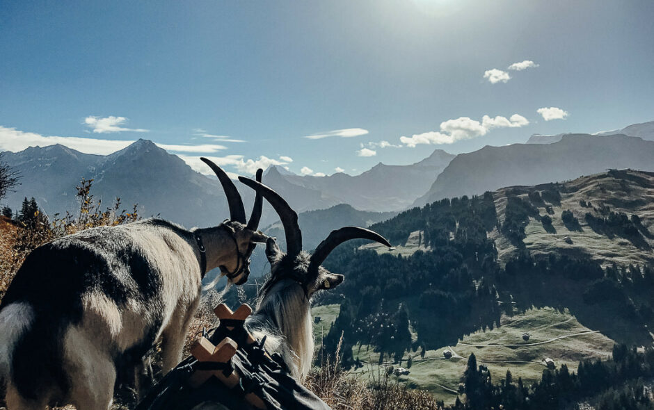 Das Mecker-Projekt Mecker-Projekt_Ziegen_Packziegen_Ziegentrekking_Streichelzoo_Ethik_Tierfreundlich_Tierschutz_Arbeiten-mit-Tieren_Ziegenhaltung_Wandern_Bern_Schweiz_Pfauenziege_Grüenochtegeiss_11-940x590 Wandern mit Ziegen  Ziegentrekking Ziegenbock Wandern mit Ziegen Wandern Schweizer Berge Schweiz Pfauenziege Packziege Grüenochtegeiss Alpen 