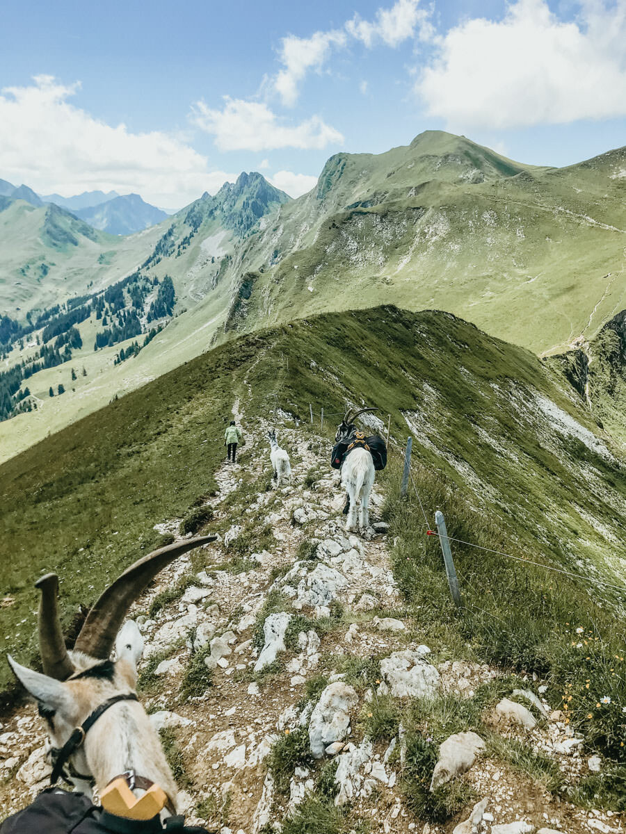 Ziegentrekking Wandern Ziegen Bern Biel Muenchenbuchsee Bern Geissentrekking Ziegenwandern Ferienbeschaeftigung Ausflug Entschleunigung Erlebniss Spaziergang Berge goat trekking mountains angebot 34