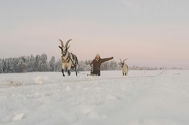 schlittenfahren mit ziegen Winter Schnee Ziegentraining Fahren mit Ziegen Ziegentrekking Ziegenhaltung 1 800x533