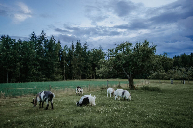 Newsletter Ziegenkurs Weiterbildung Ziegentraining Pferdetrainer Tiertraining Aggressive Ziege Ziegenhaltung Deutschland aengstliche Ziege Ziegentrekking Ziegenhalfter mecker 17 800x533