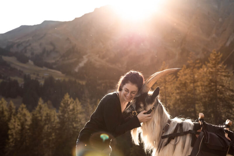 Newsletter Ziegenkurs Weiterbildung Ziegentraining Pferdetrainer Tiertraining Aggressive Ziege Ziegenhaltung Deutschland aengstliche Ziege Ziegentrekking Ziegenhalfter mecker 25 800x533