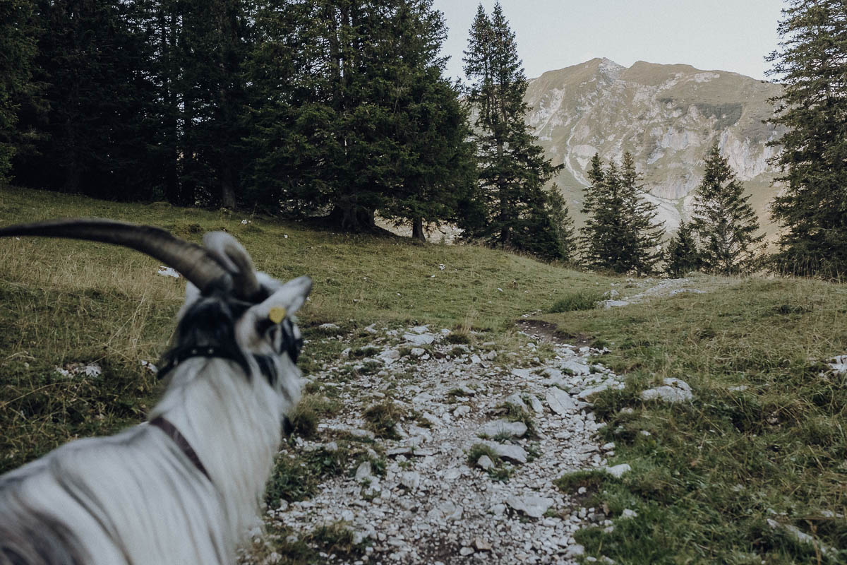 Mecker Projekt Ziegen Wandern Ziegentrekking Wandern Abenteuer Fotoshooting Familienshooting Berge Schweiz Ausflugstipps 1