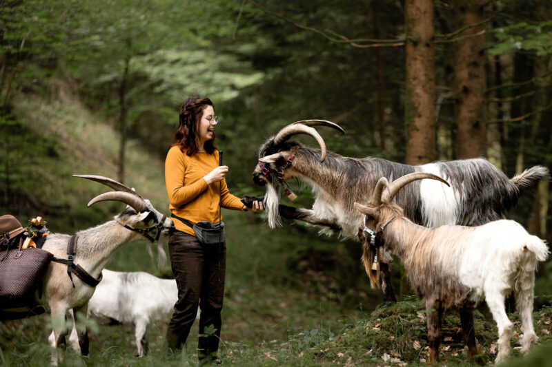 Fokuskurs: Weidemanagement Mecker Projekt Ziegentrekking Ziegenkurs Bern Ziegenwanderung Fotoshooting Ziegenbock 4 titelbild 800x533