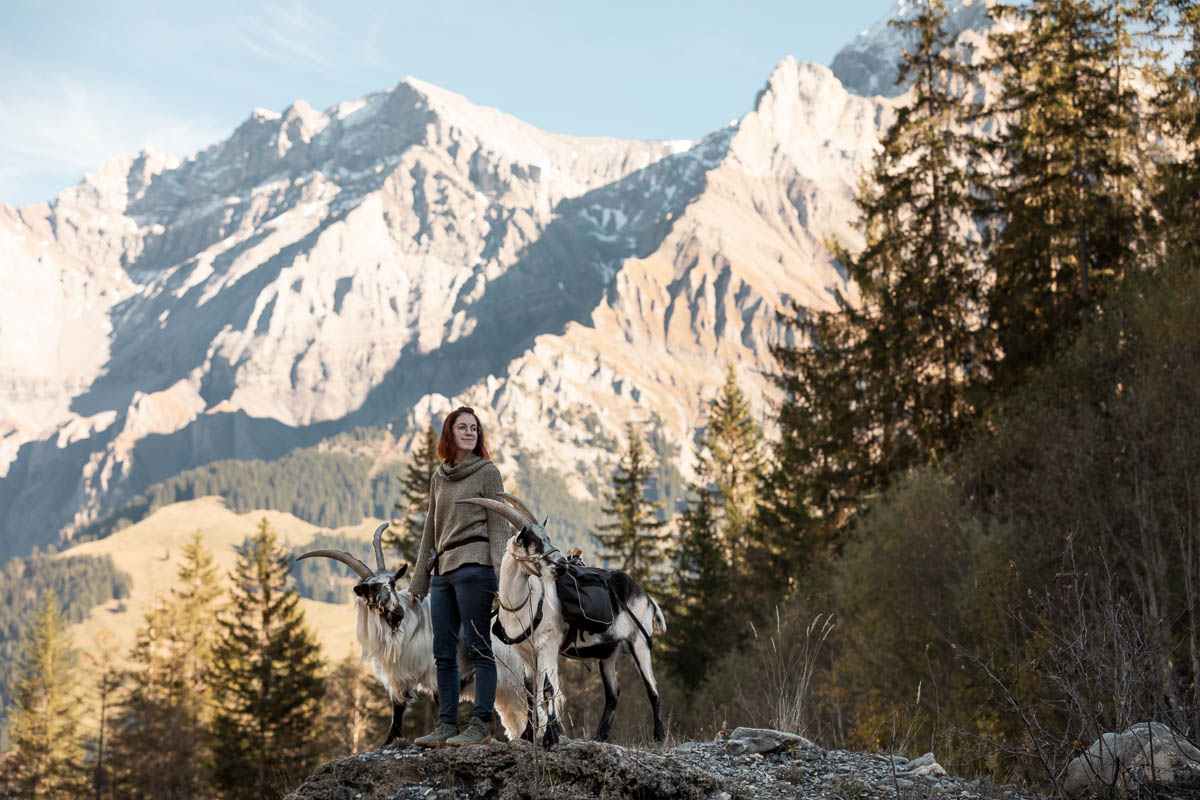 Ziegen als Freizeitpartner Mecker Ziegentrekking Ziegenwanderung Berge Abenteuer Schweizer Bergwelt Wandern Angebot Pfauenziege Packziegen Grueenochtegeiss Berner Oberland 5