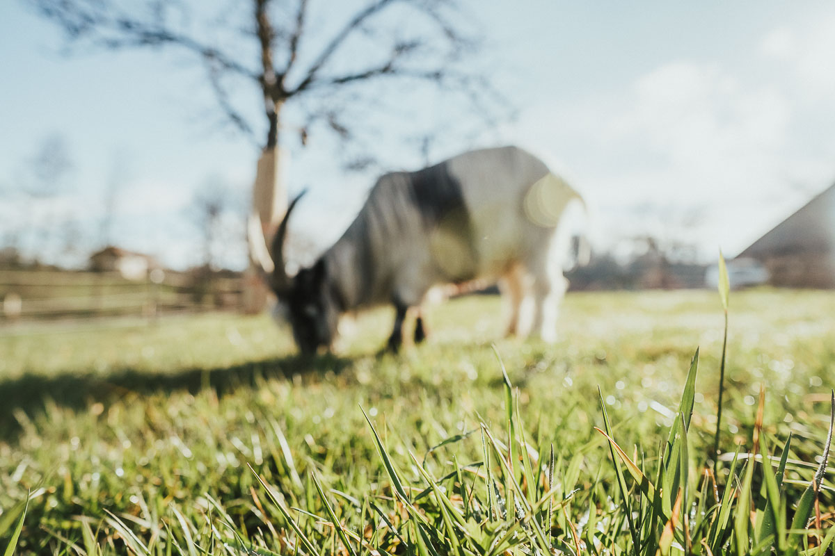 Fokuskurs: Weidemanagement Mecker Projekt Ziegenhaltung Fokuskurs Onlinekurs Webinar Weidemanagement Weidebewirtschaftung Ziegen 20