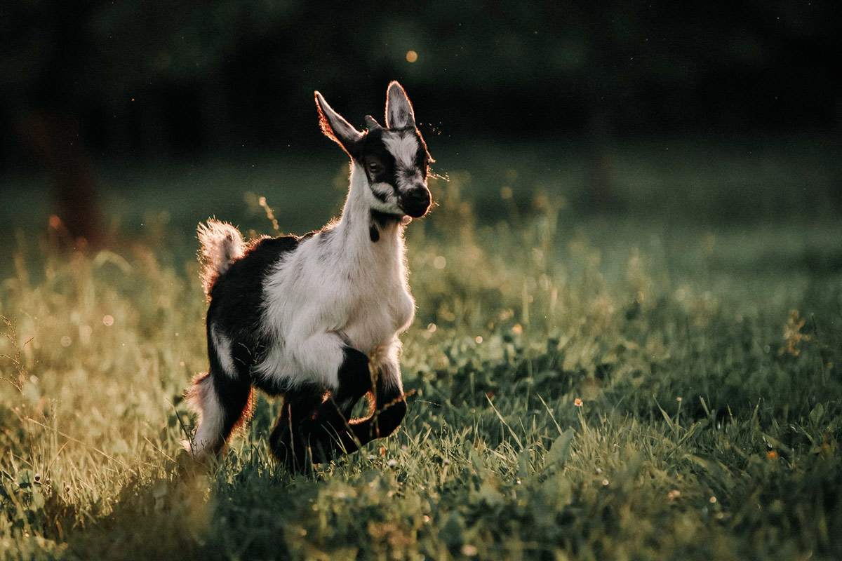 Fokuskurs: Grundausbildung Ziegenkurs Onlinekurs Ziegentraining Grunderziehung Grundausbildung Jungziege Ziegentrekking tiergestuetzte Arbeit Ziegenhaltung Fokuskurs Mecker Projekt 8