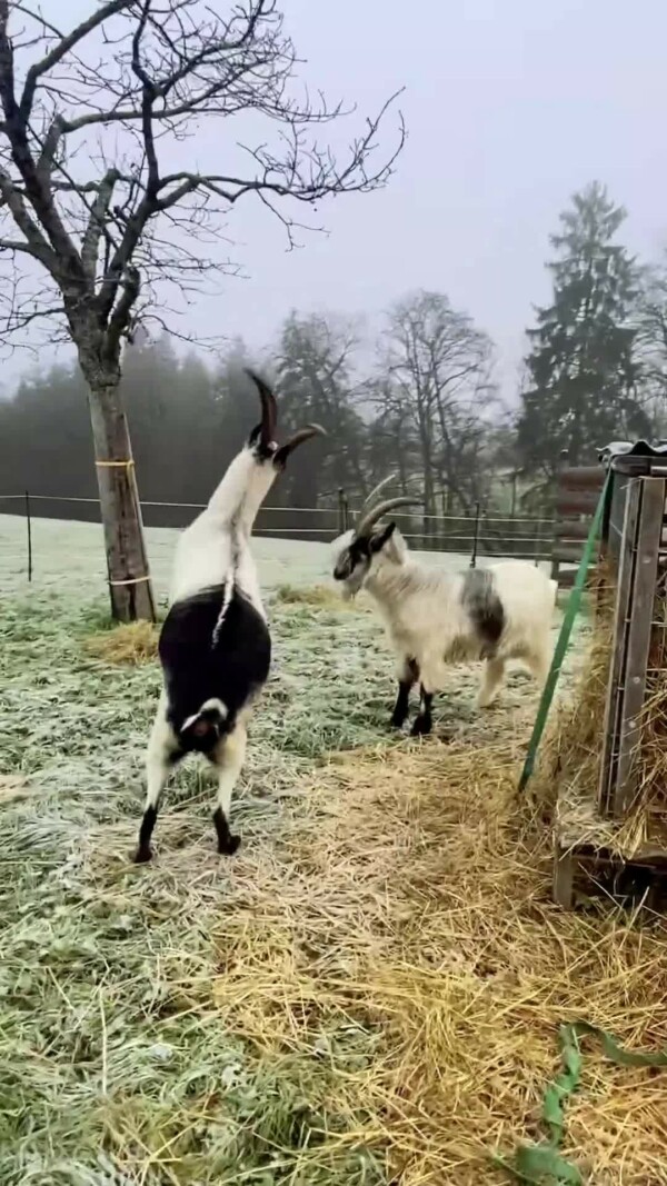 Wenn die Ziegen lustig sind... 😉🤭Musik: Epidemic sound: Harry Edwino, Wild Night at Harry's

ziegen goats funnygoats funnyreels reeloftheday lustig süss ziegenhaltung prospecierara grüenochtegeissen pfauenziege kupferhalsziege goatlover walliserschwarzhalsziege winterwonderland fun packgoats boyswillbeboys