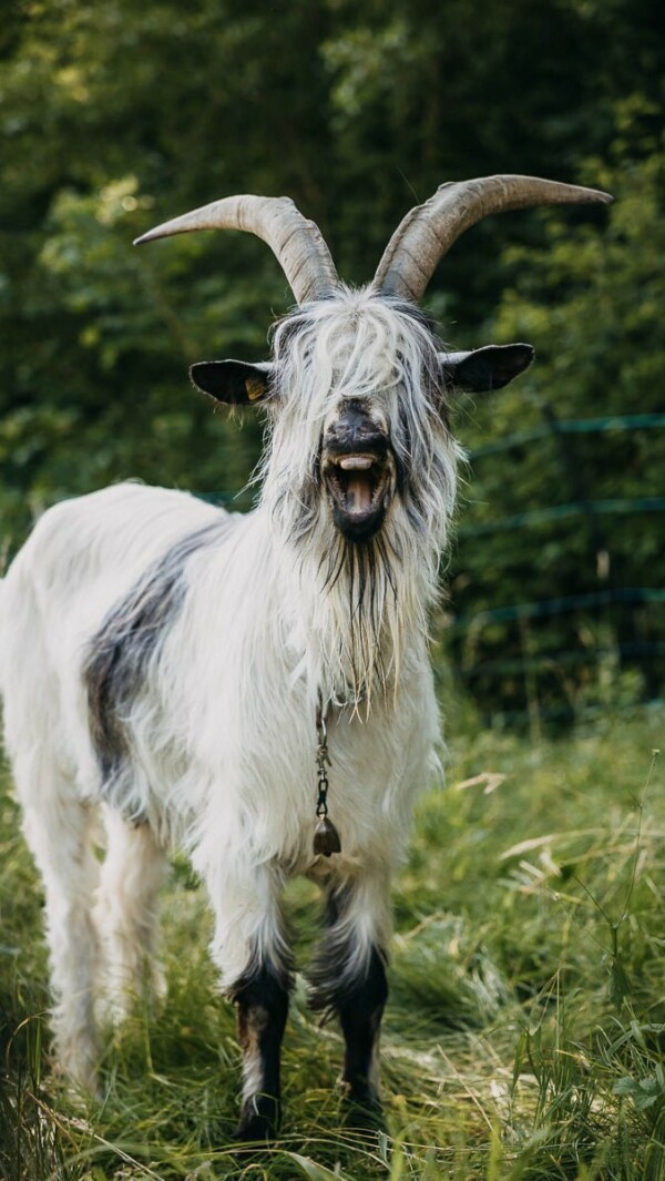 Landschaftspflege mit Ziegen 🍃 🌳 🐐Wir haben vor ein paar Wochen ein Projekt mit der Gemeinde gestartet, um die Ziegen in der Bachpflege einzusetzen. 

Dabei dürfen sind sie für eine kurze Zeit ein Stück dem Bach entlang beweiden und widmen sich mit grosser Leidenschaft dem Unterwuchs wie Brombeeren, Brennesseln, Büschen und langem Gras.

Nach der Beweidung ziehen sie aufs nächste Stück und die Vegetation kann sich regenerieren. So wird der Unterwuchs geschwächt, der die Tendenz hat, sich immer mehr ins Kulturland auszubreiten. Durch das selektive Fressverhalten der Ziegen, wird dadurch auch die Biodiversität gefördert, was bei maschinellem Mähen nicht der Fall wäre. 

Dank ihrer Vorliebe für Gehölze und Büsche sind Ziegen ideale Landschaftspfleger.

Im August-Beitrag auf Patreon erzähle ich dir mehr von diesem Projekt, meinen bisherigen Erfahrungen (wie einzäunen, wie lange beweiden etc.) und ob das vielleicht auch etwas für deine Ziegen wäre.

Patreon: www.patreon.com/mecker

Musik: Paper Planes - Golden Love - Artlist

landschaftspflege ziegen ziegenhaltung regenerativelandwirtschaft regenerativeagriculture goats packgoats ziegentrekking biodiversität walliserschwarzhalsziegen prospecierara grüenochtegeiss kupferhalsziege pfauenziege landwirtschaft alternativ fyp reeloftheday goodday autumniscomming sun morning slowmorning achtsamkeit